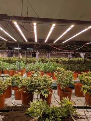 調查局破獲台法共組鉅量大麻工廠 赴機場及時攔阻法籍共犯潛逃出境