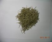 Ephedra
