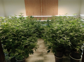 蔡○○等製造大麻工廠案查緝現場2