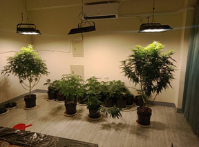 蔡○○等製造大麻工廠案查緝現場1